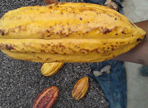 cacao, tisano