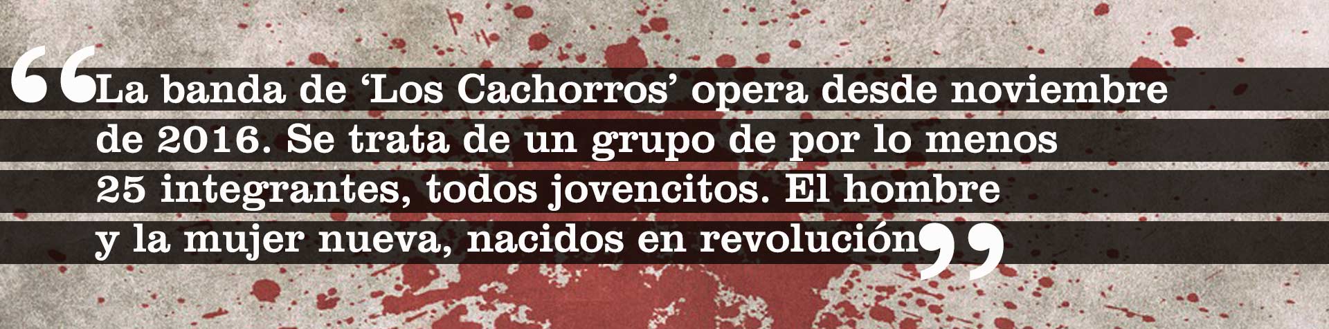 cita-3-cachorros