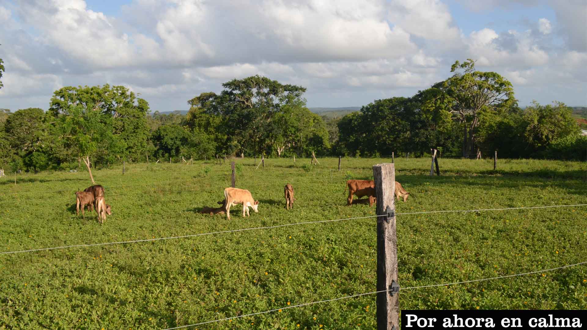 ganado-1