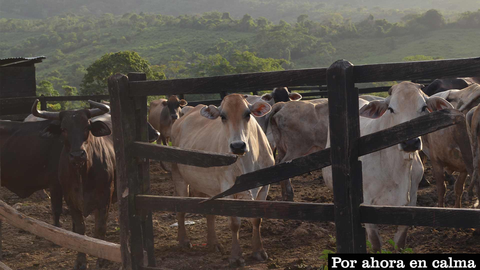 ganado-2