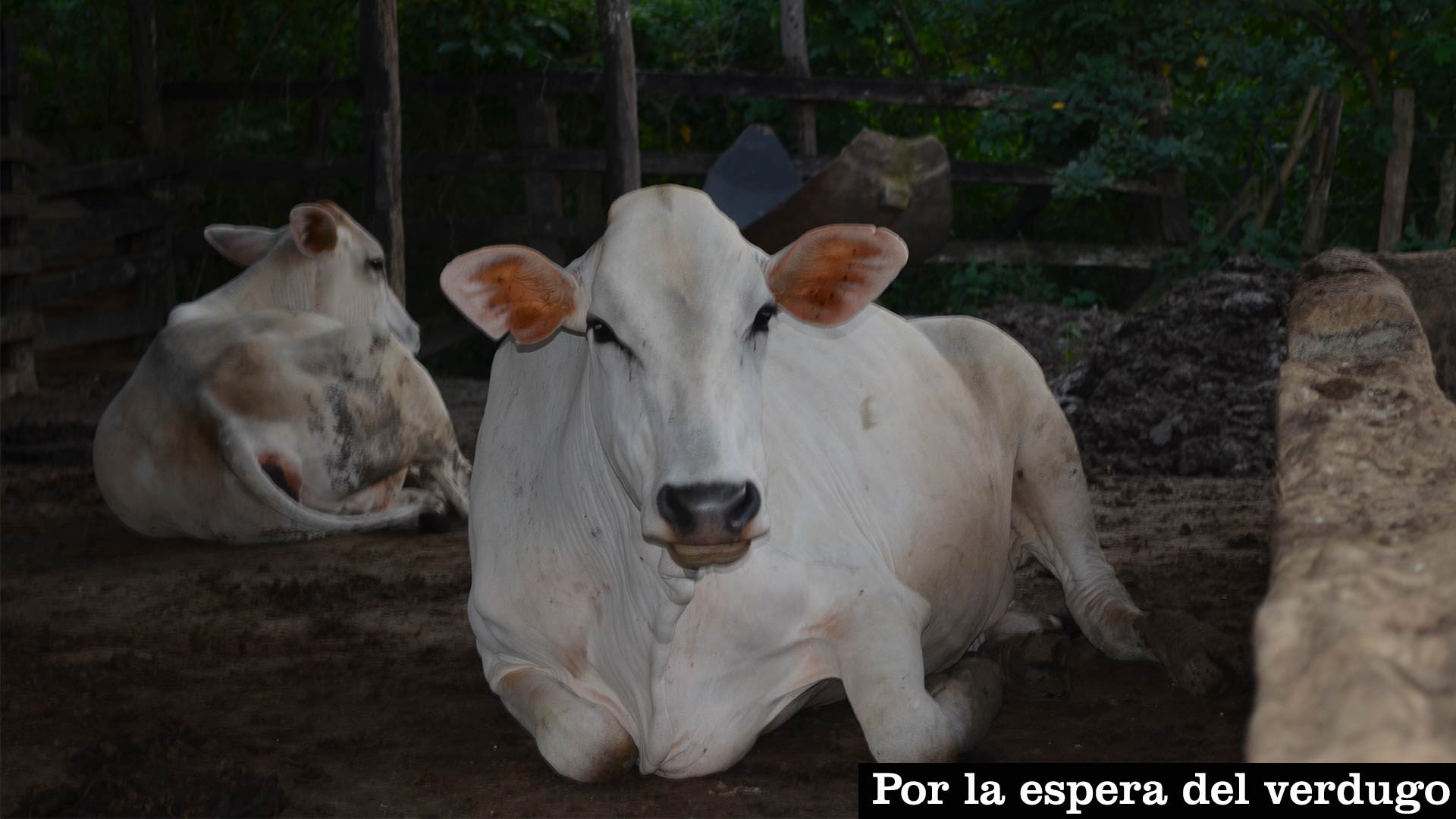 ganado-3