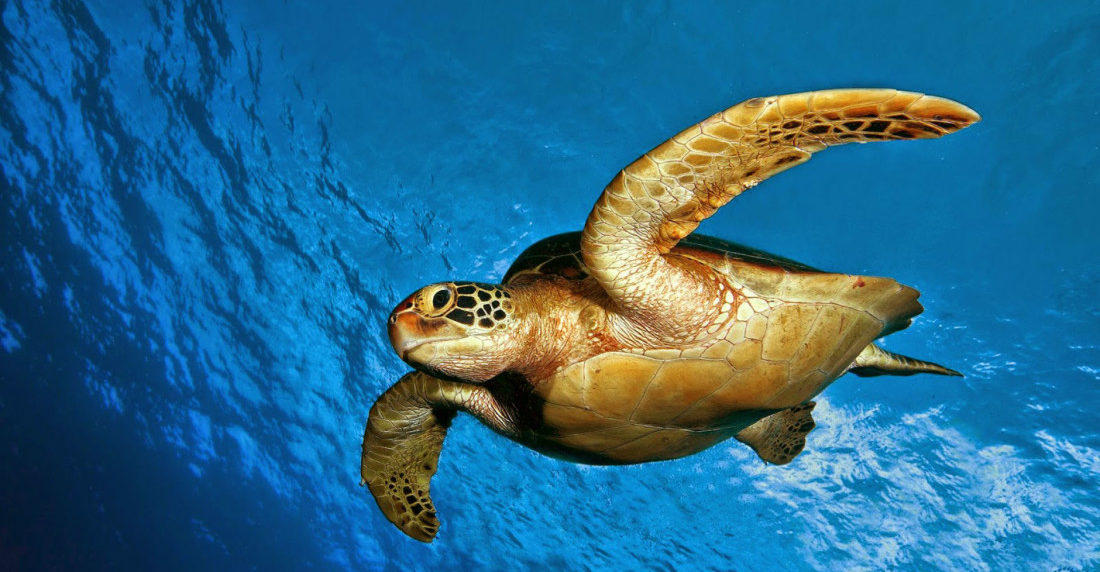 Tortuga Carey