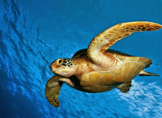 Tortuga Carey