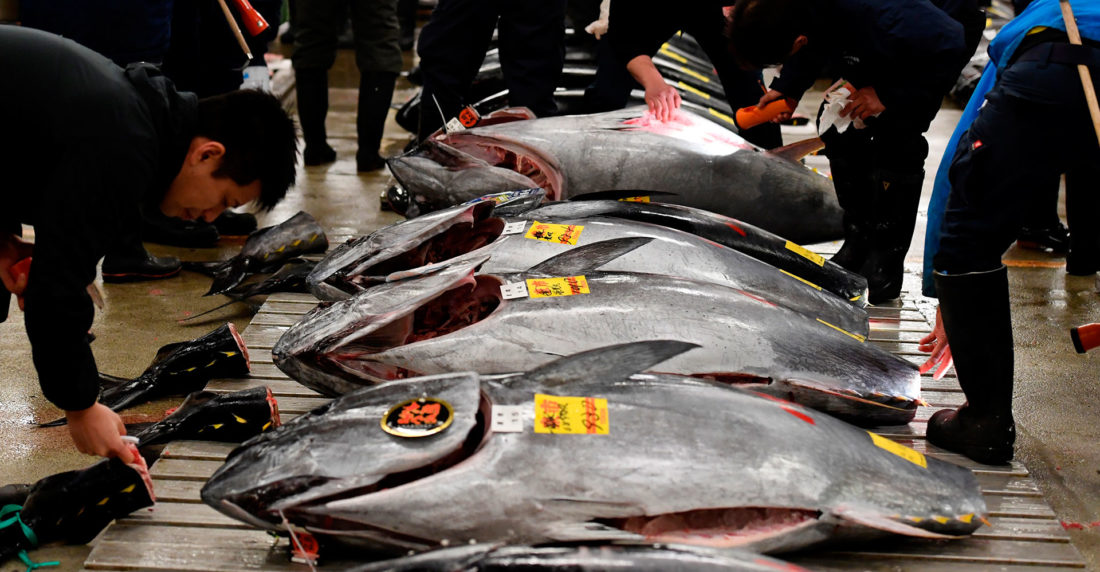 mercado de pescado de tokio