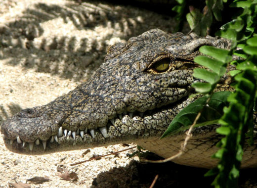 cocodrilo-elestimulo-harvey-eeuu-pexels