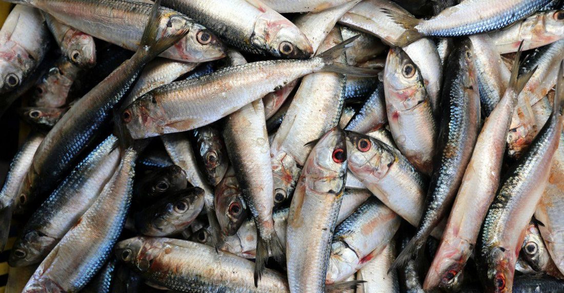 Sardinas