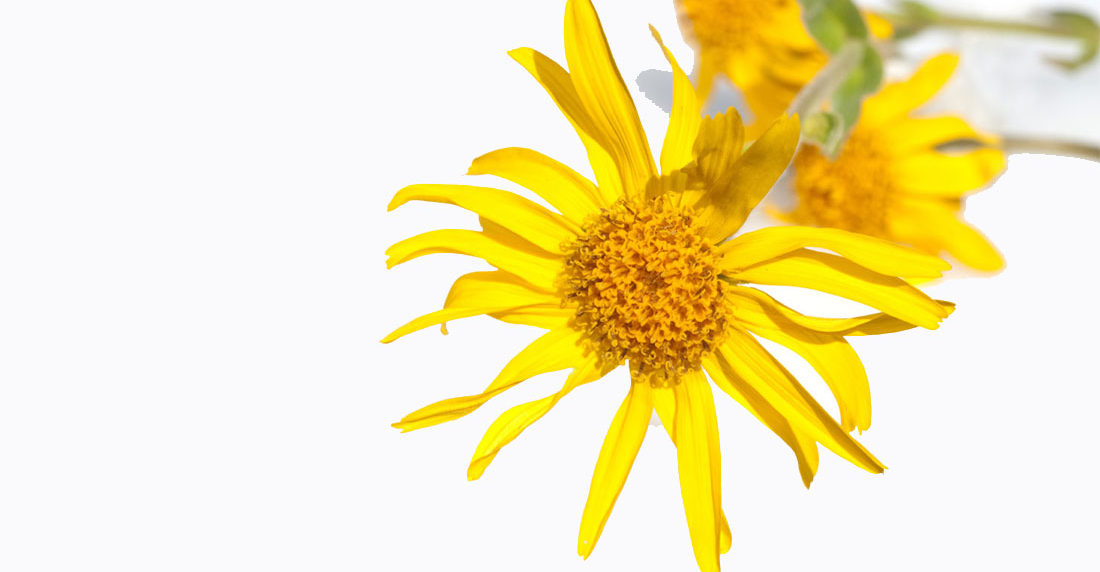 plantas medicinales, arnica