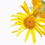 plantas medicinales, arnica