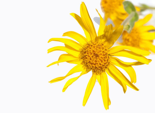 plantas medicinales, arnica