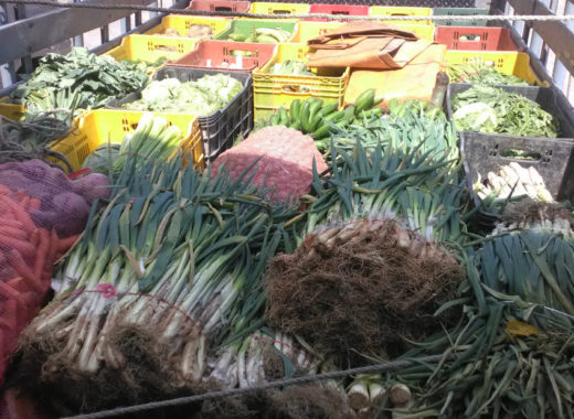 Verduras y vegetales