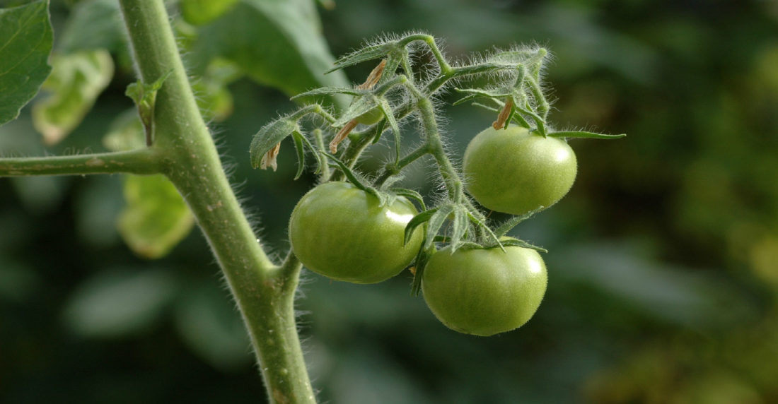 Tomates