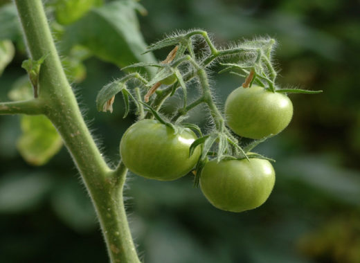 Tomates