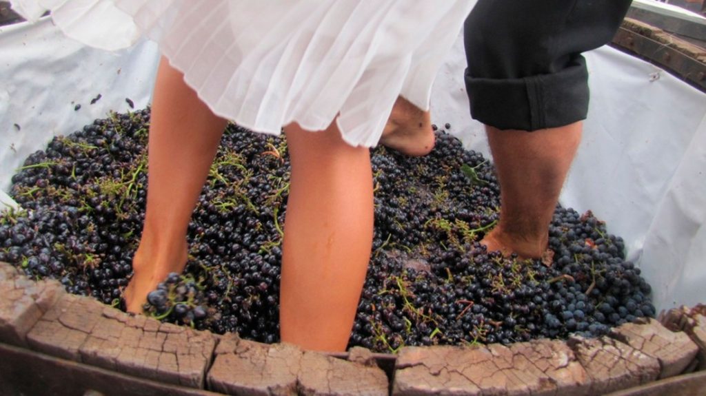 vendimia Carora invita a participar de la segunda vendimia de 2023