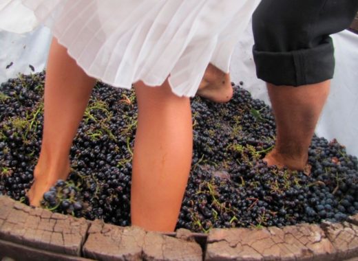 vendimia Carora invita a participar de la segunda vendimia de 2023