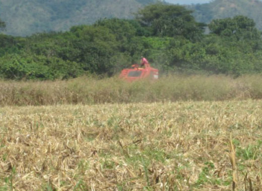 Barinas maiz Florentino