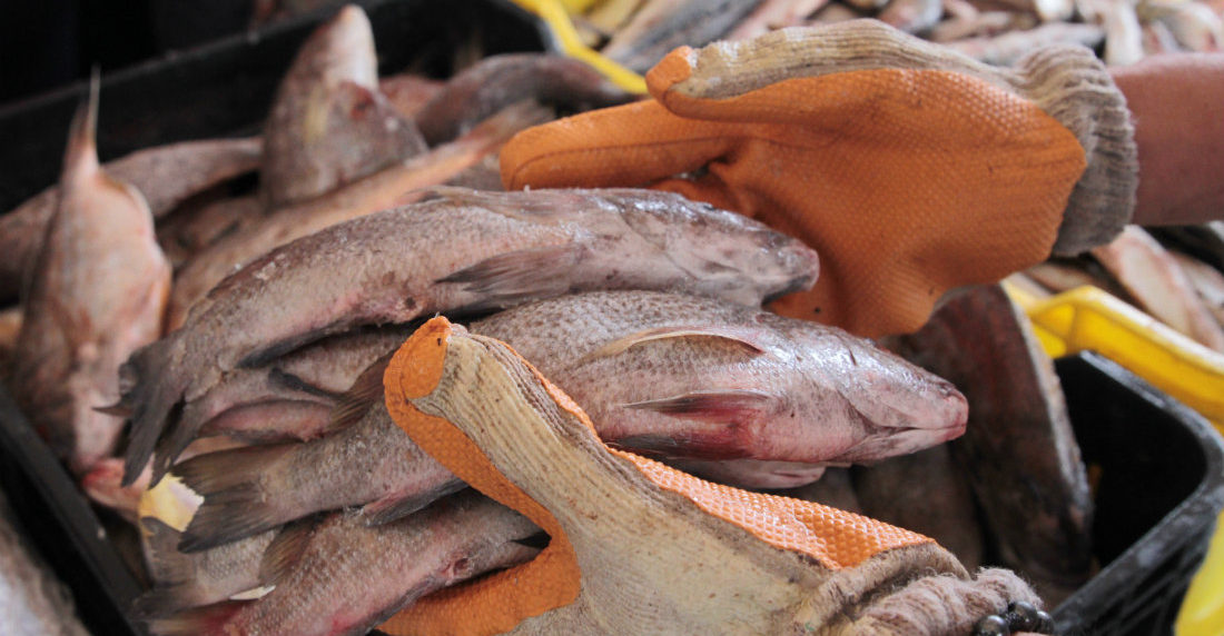 pescado