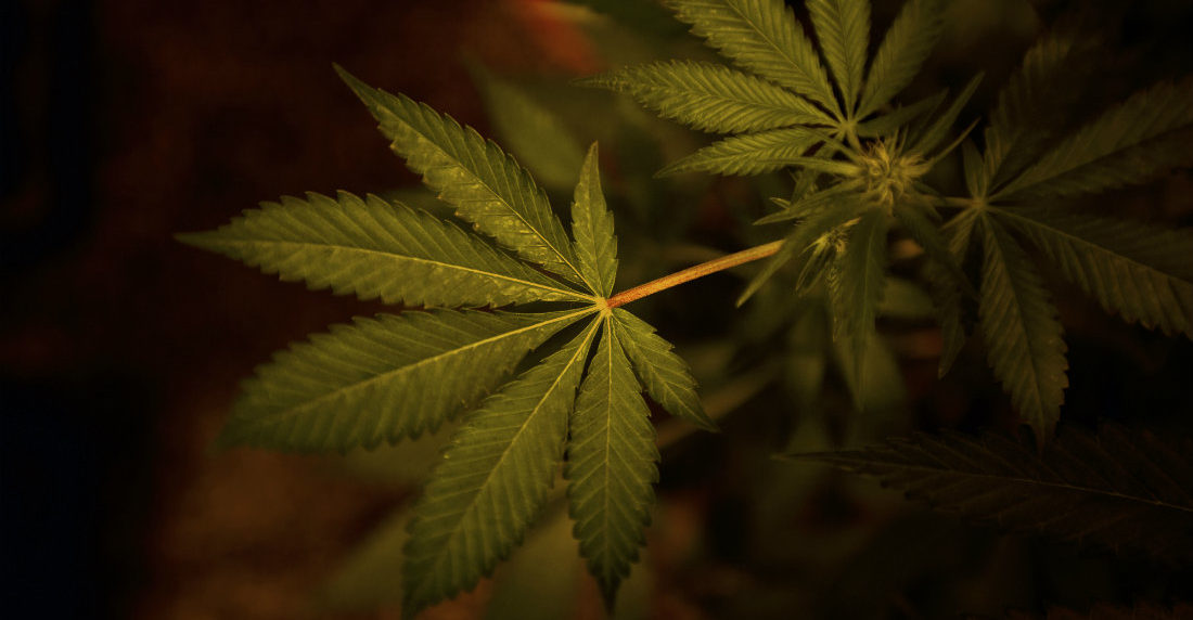 CBD, compuesto medicinal de la marihuana