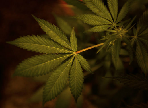CBD, compuesto medicinal de la marihuana