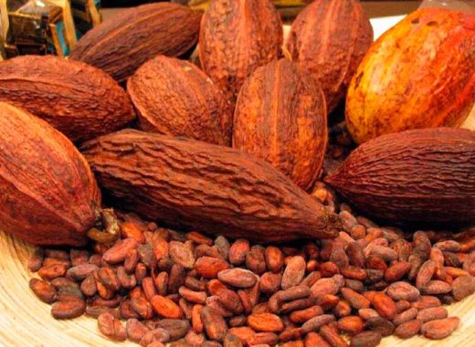 cacao