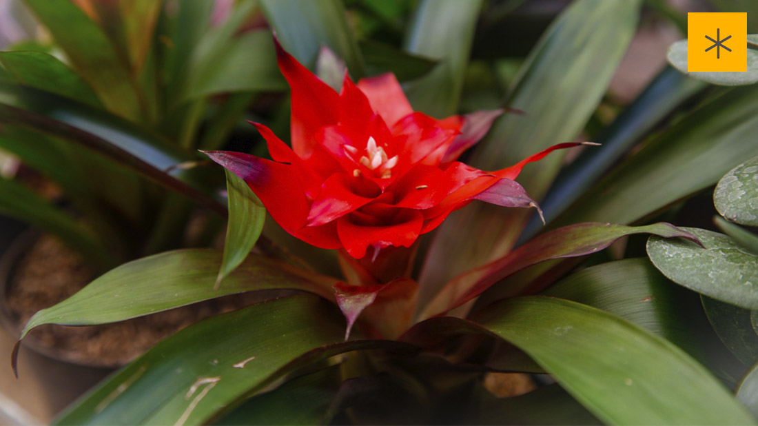 flor jardin la riviera