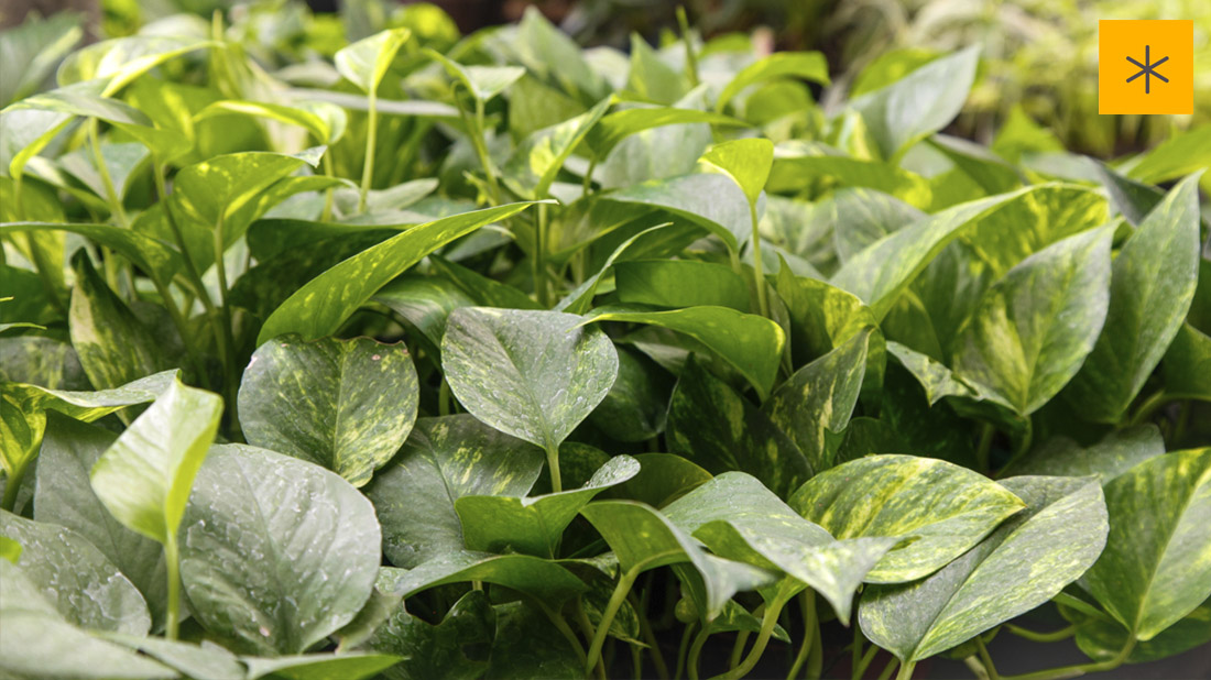 Floristería Jardín La  Riviera