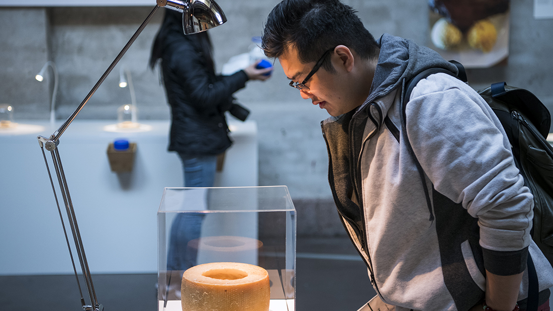 queso fermentado con gusanos