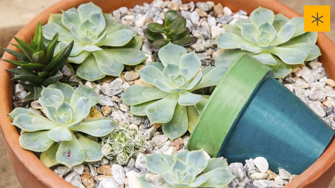 suculentas 1