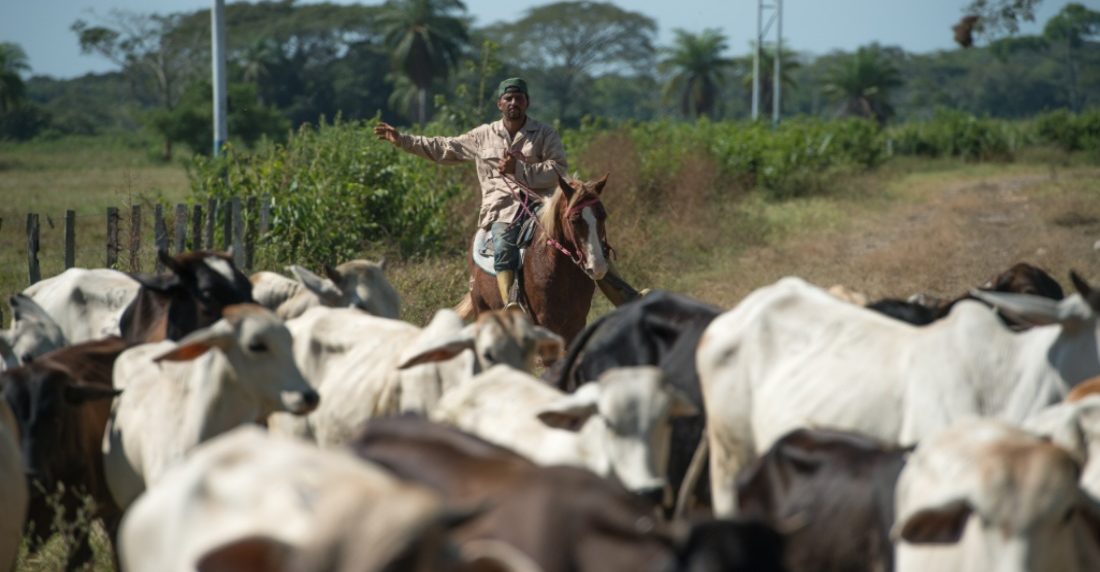 Fedenaga productores