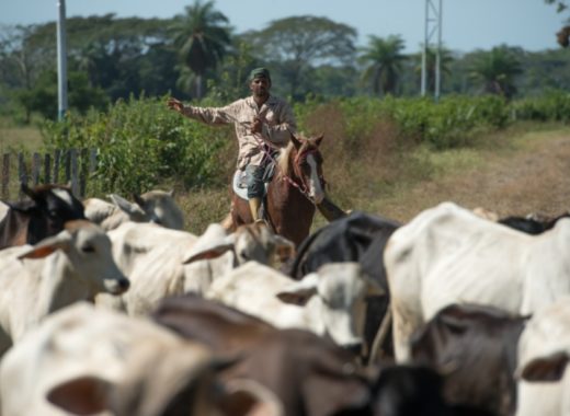 Fedenaga productores