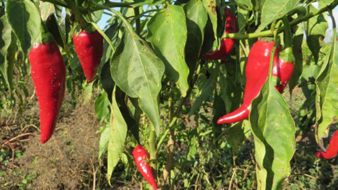 Pimentón de la región de Szeged