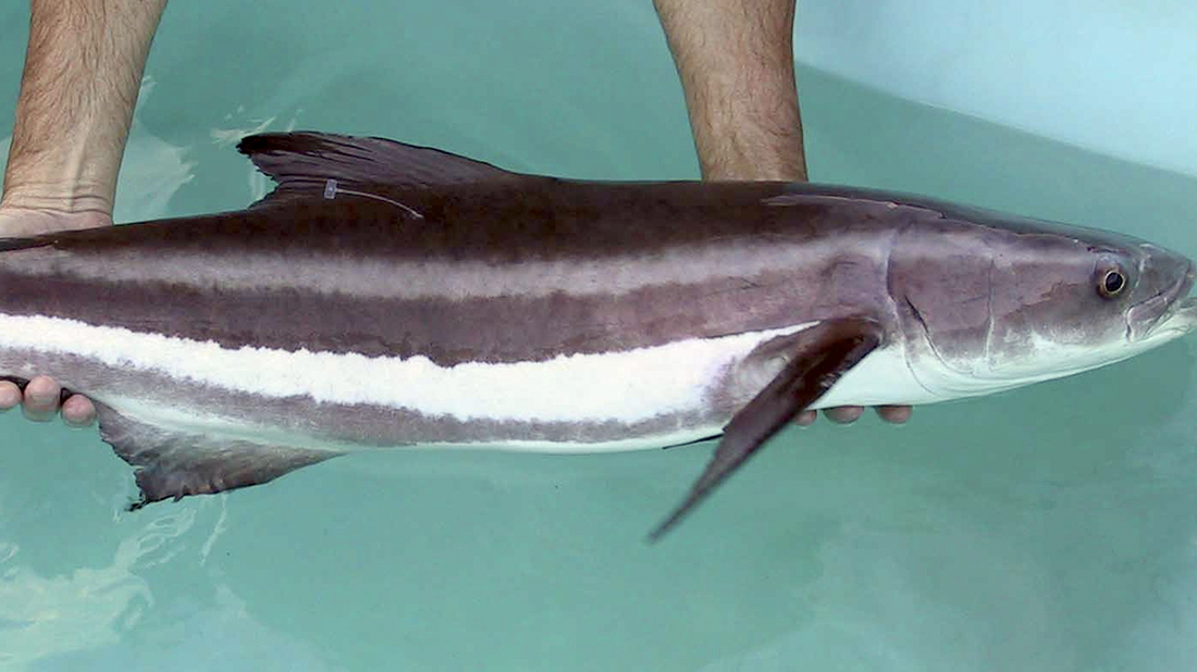 Cobia exhibida