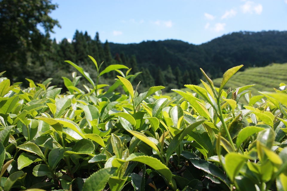 green-tea-plantation-4977