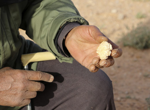 trufa libia 3