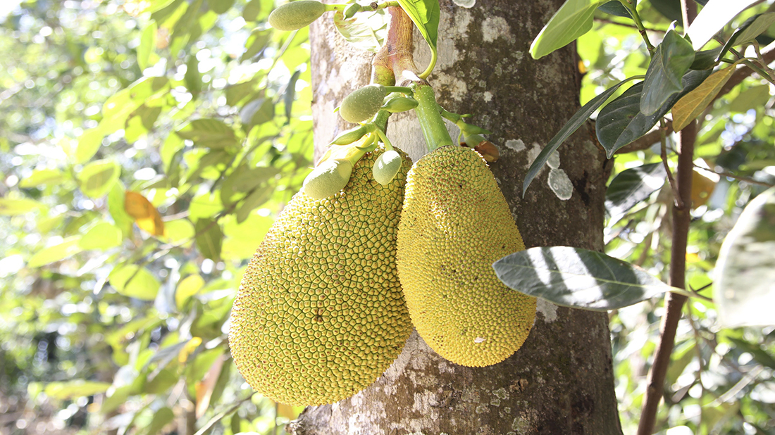 jackfruit arbol