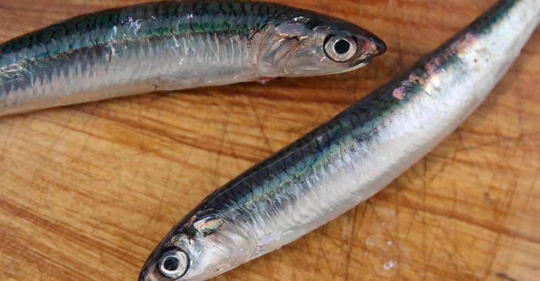 sardinas