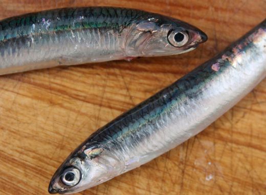 sardinas
