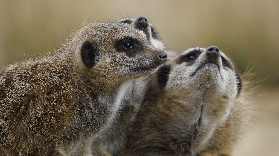 animales