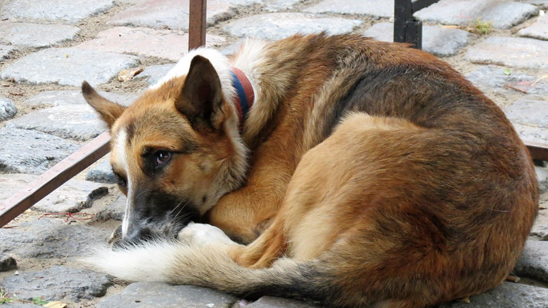 dog resting