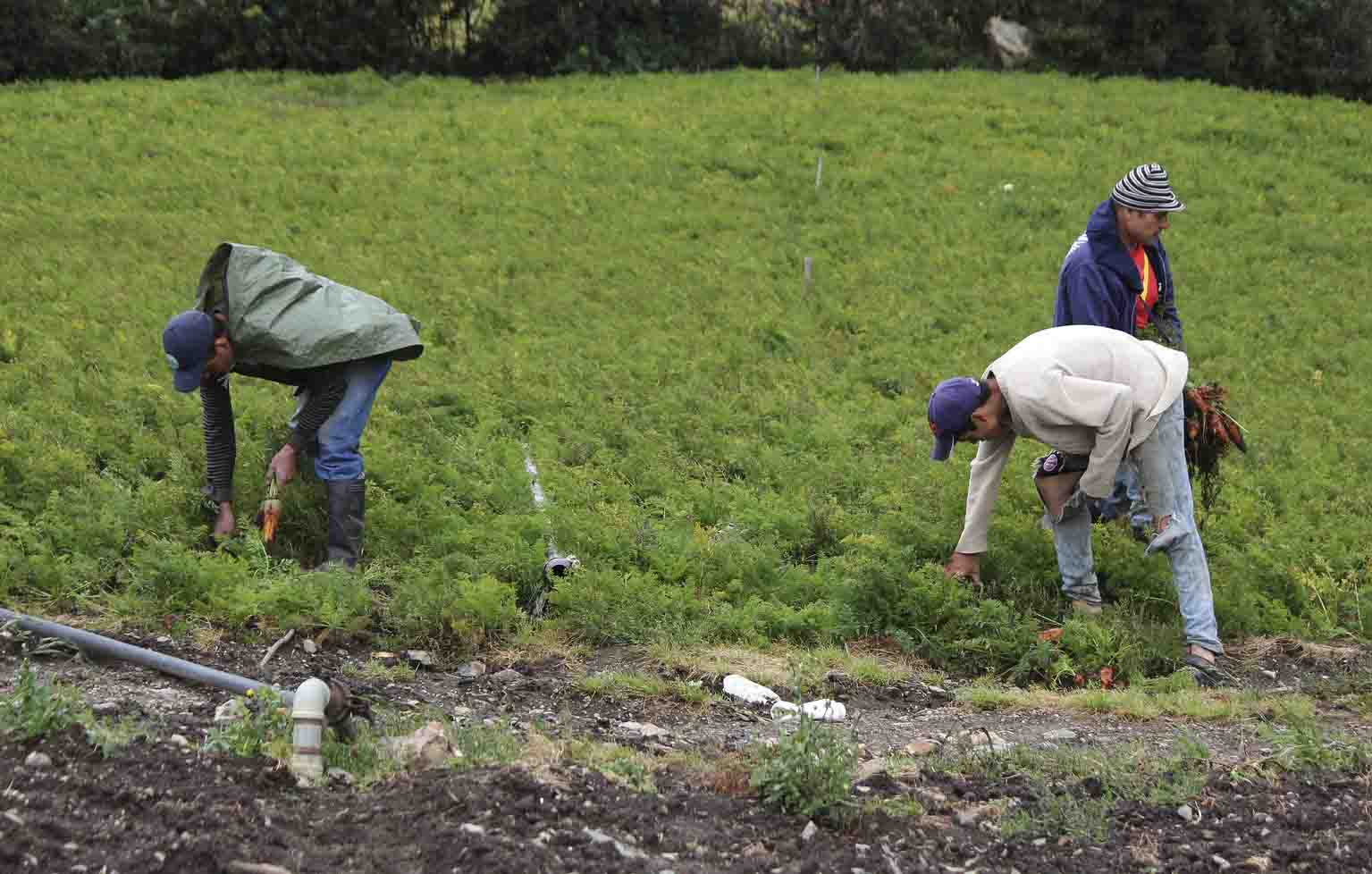VENEZUELA COSECHAS ARRUINADAS