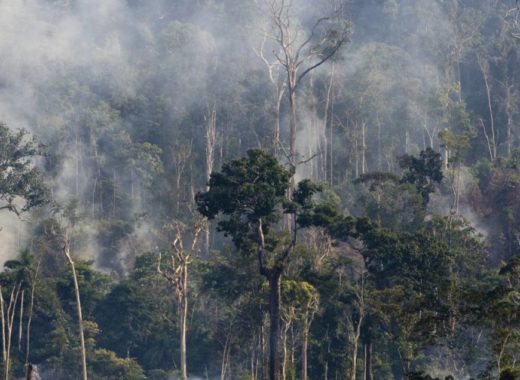 COP26 ofrece salvar los Bosques en 2030