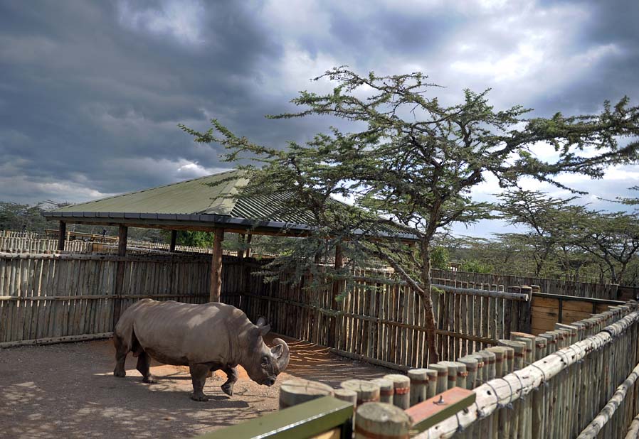 FILES-KENYA-CZECH-WILDLIFE-CONSERVATION-RHINOS
