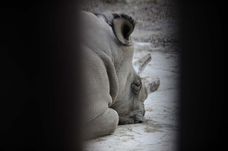 FILES-CZECH-KENYA-WILDLIFE-ANIMALS