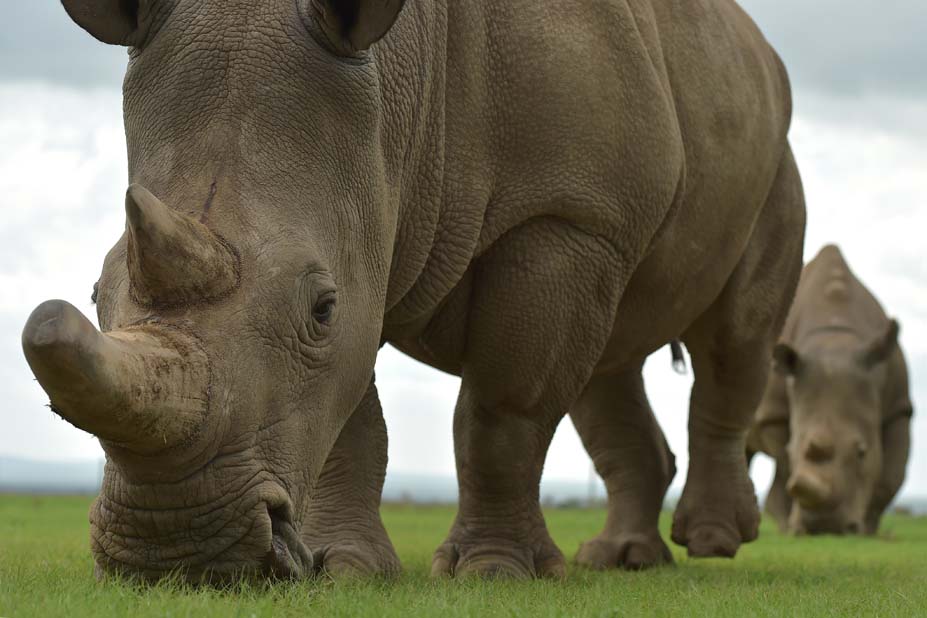 KENYA-ENVIRONMENT-ANIMAL-RHINO