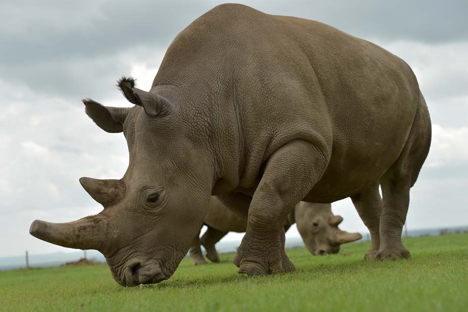 KENYA-ENVIRONMENT-ANIMAL-RHINO