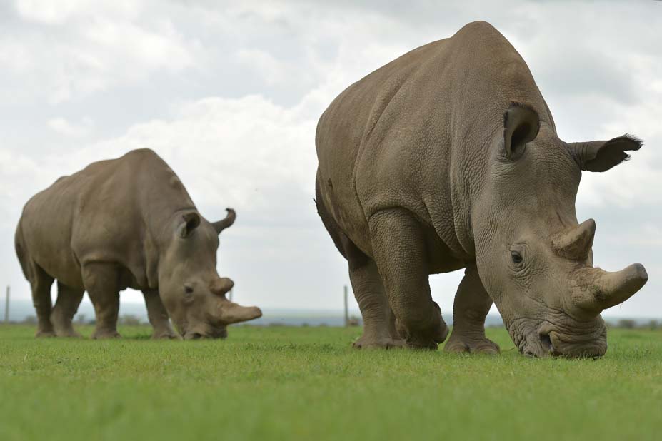 KENYA-ENVIRONMENT-ANIMAL-RHINO