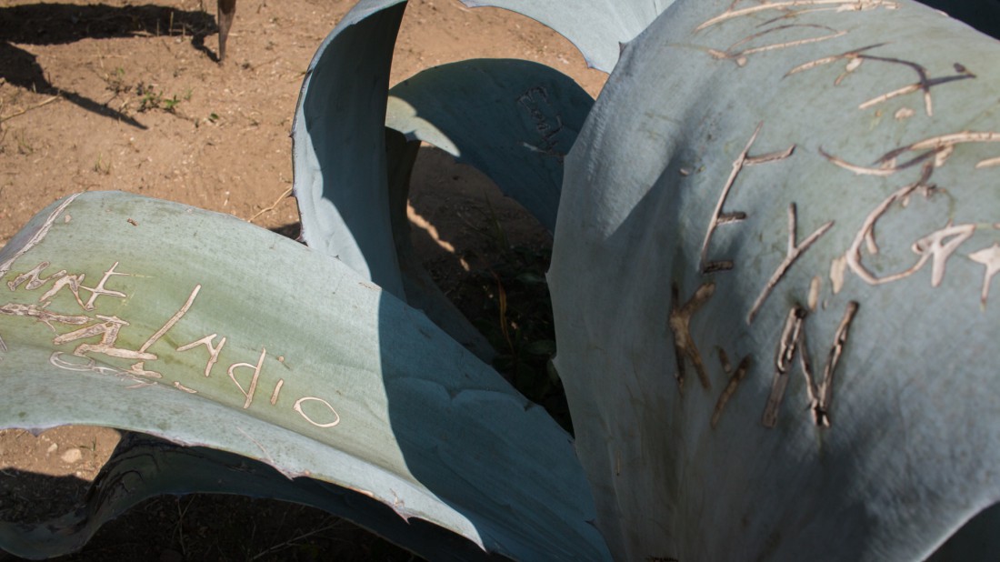 Parque del este Alexis - Jardín