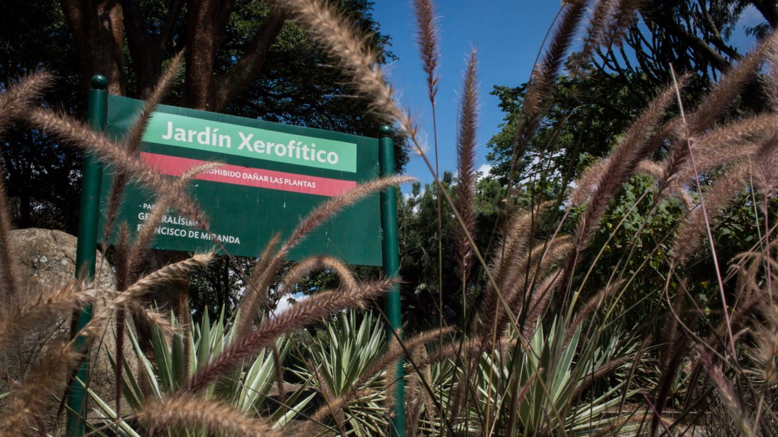 Parque del este Alexis - Jardín