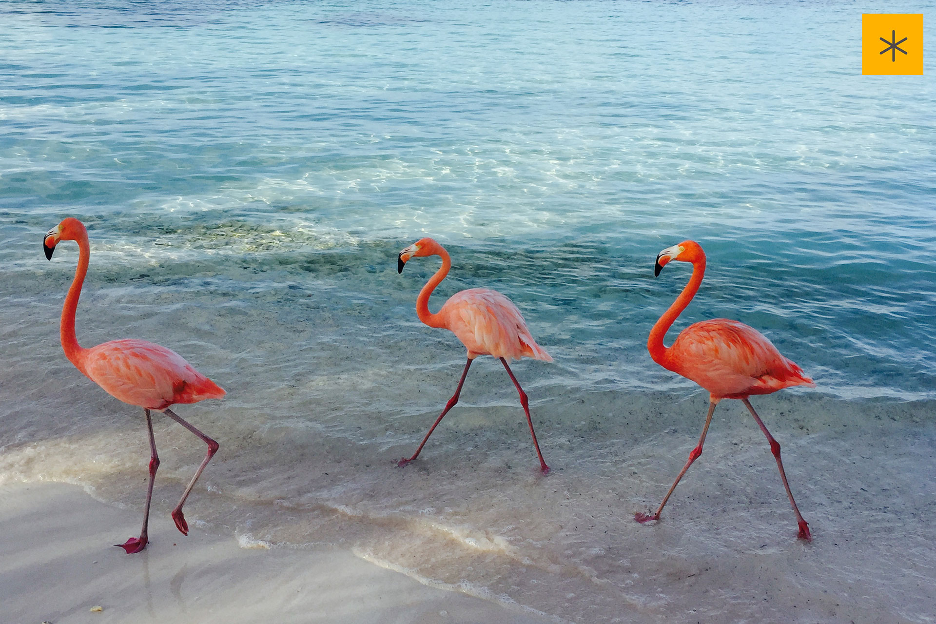 aruba, flamingo, eat local, rennaisance
