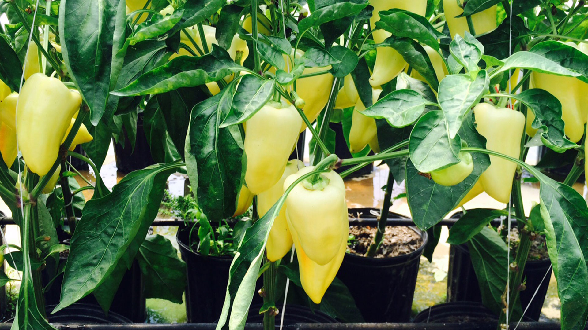 Horticultor12_FotoLigiaVelasquez_BMS