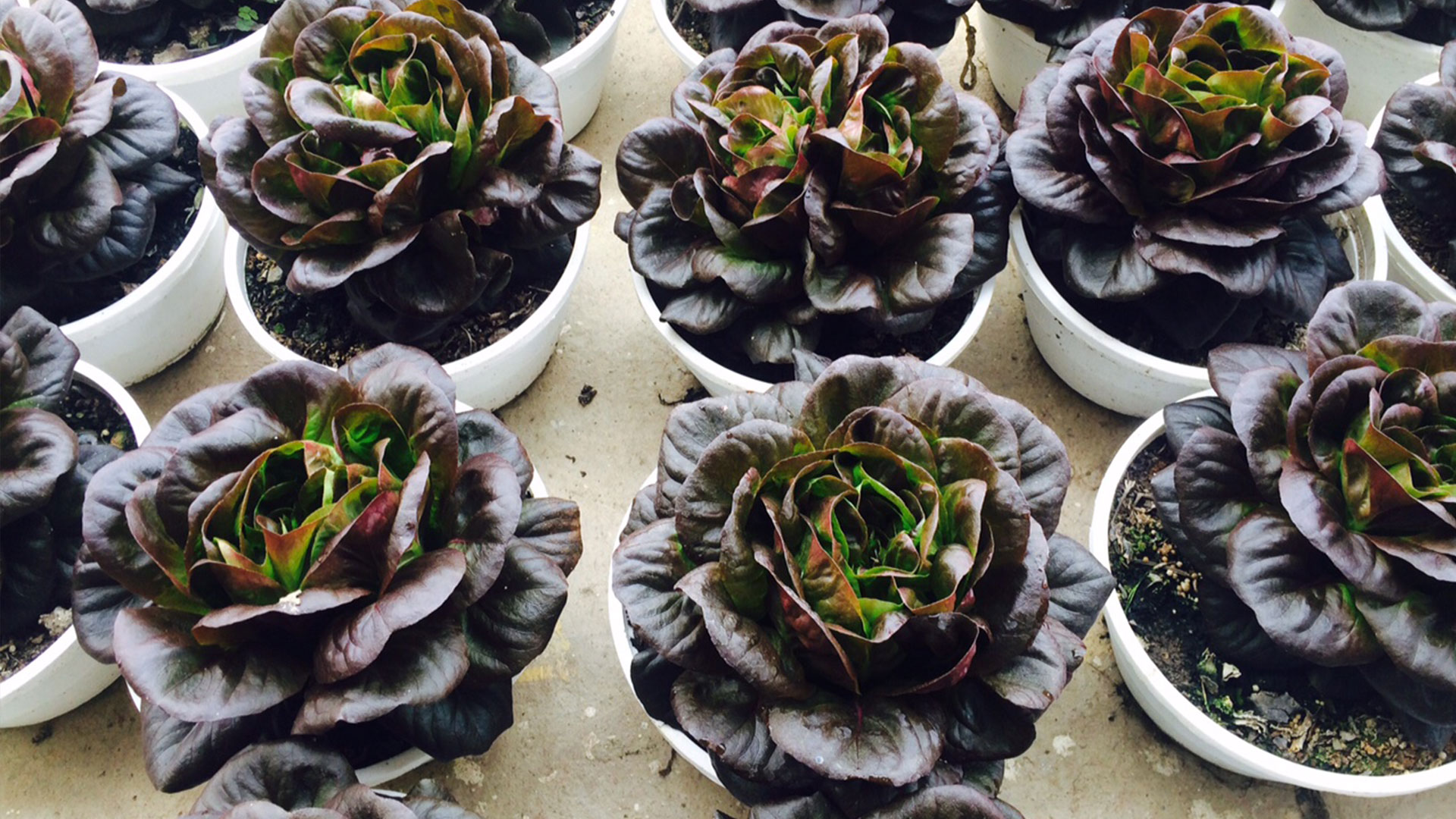 Horticultor7_FotoLigiaVelasquez_BMS